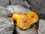 Jewel Tone Tomato Beefsteak Tomatoes.