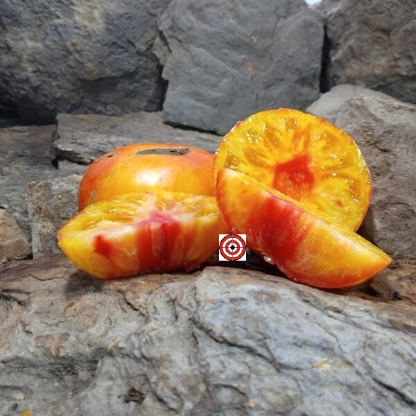 Jewel Tone Tomato Bicolored Tomatoes.