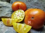 Karma Peach Tomato - Image 2