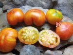 Karma Peach Tomato - Image 4