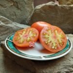 KXJY PL Red F4 Tomato