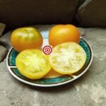 KXJY RL Yellow F4 Tomato