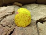 King Pineapple Tomato