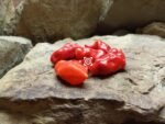 Komodo Dragon Pepper - Image 3