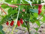 Komodo Dragon Pepper - Image 2