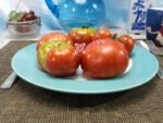 Kookaburra Crackle Dwarf Tomato Container Tomatoes.