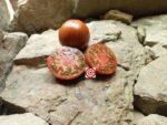 Kozula 127 RL Beefsteak Tomato