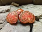Kozula 127 RL Tomatoes