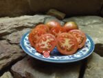 Kozula 133 Cherry Tomatoes