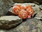 Kozula 133 Tomatoes