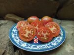 Kozula 133 Tomato