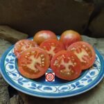 Kozula 133 Tomato