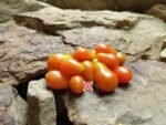 Kozula 14 Cherry Tomatoes
