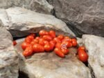 Kozula 14 Tomato Cherry Tomatoes..