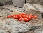 Kozula14 Megagroniasty Tomato