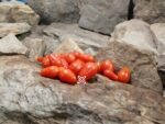 Kozula 14 Tomato Well Known Breeder Tomatoes...