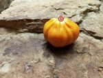 Kozula 141 Tomato Seeds