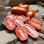 La Roma F2 Tomato