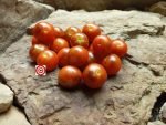 Lamont Sanford red tomato Antho Red Indeterminate Tomato
