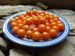 Lamont Sanford Orange Tomato - Image 5