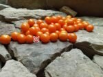 Lamont Sanford Orange Tomato - Image 3