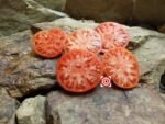 Large Lucky Red Tomato