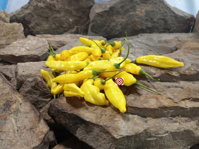 Lemon Drop Pepper. Lemon Drop Pepper.