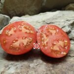 Lida Ukrainian Tomato