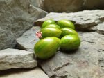 Little Green Gem Elongated Tomato