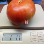 MAC'S PRIDE RL 1 POUND PLUS TOMATOES