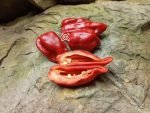 7 Pot Madballz Pepper - Image 6