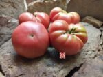 Madison County One Pound Plus Tomato