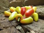 Mariachi F2 Pepper - Image 2