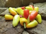 Mariachi F2 Pepper - Image 3