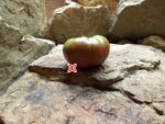 Marizol Maroon Beefsteak Tomato