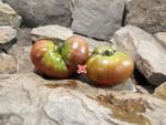 Marizol Maroon Tomato Seeds,