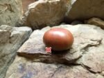 Marizol Maroon Tomato Seeds