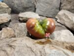 Marizol Maroon Tomato rare Tomatoes.
