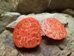 Marriage Genuwine F2 Tomato Seeds