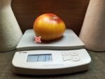 Marvel Striped Tomato