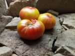 Marvel Stripes Tomato