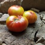 Marvel Stripes Tomato