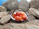 Maskotka Dwarf Tomato Seeds.