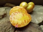 Mennonite Orange Beefsteak Tomatoes