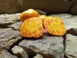 Mennonite Orange Tomato