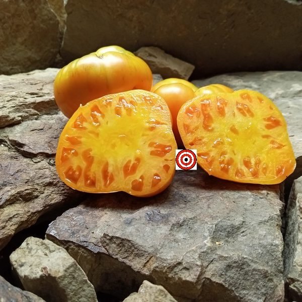 Mennonite Orange Tomato