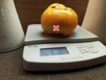 Mennonite Orange Tomato Seeds
