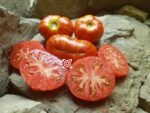 Merlin RL Dwarf Tomato