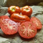 Merlin RL Dwarf Tomato