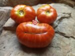 Merlin RL Dwarf Tomatoes